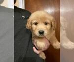 Small Photo #4 Golden Retriever Puppy For Sale in SPENCER, TN, USA