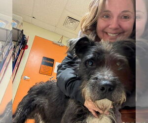 Mutt Dogs for adoption in Bedford, VA, USA