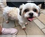 Small #1 Shih Tzu