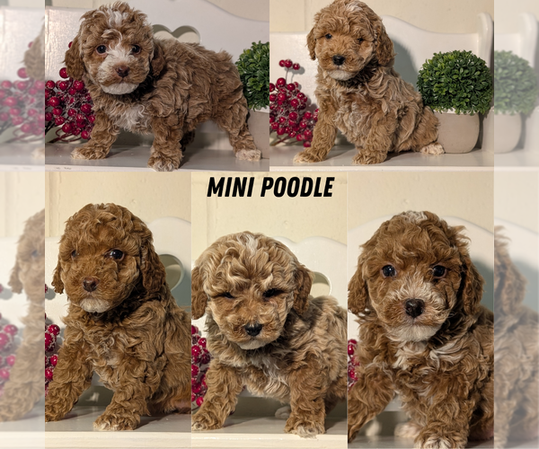 Medium Photo #41 Poodle (Miniature) Puppy For Sale in GOSHEN, IN, USA