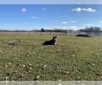 Small #3 German Shepherd Dog