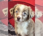 Small Miniature Australian Shepherd