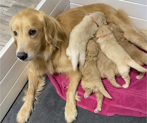 Mother of the Goldendoodle puppies born on 06/27/2022