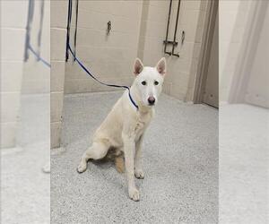 German Shepherd Dog-Siberian Husky Mix Dogs for adoption in Conroe, TX, USA