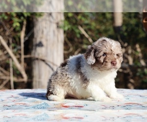 Poodle (Toy) Puppy for sale in DYERSBURG, TN, USA