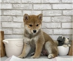 Small Photo #8 Shiba Inu Puppy For Sale in S LAKE TAHOE, CA, USA