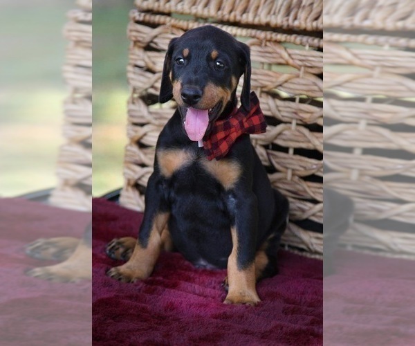 Medium Photo #19 Doberman Pinscher Puppy For Sale in LUTZ, FL, USA