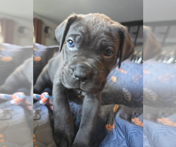 Medium Photo #26 Cane Corso Puppy For Sale in HENRY, VA, USA