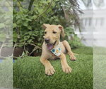 Small Photo #4 Basenji-Labrador Retriever Mix Puppy For Sale in Sanford, FL, USA
