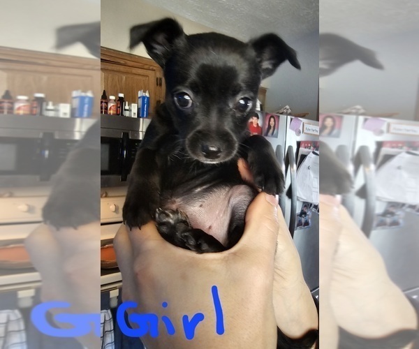 Medium Photo #1 Chihuahua Puppy For Sale in BERLIN HEIGHTS, OH, USA