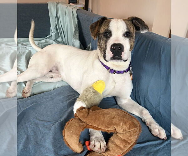 Medium Photo #1 Mutt Puppy For Sale in Bellingham, WA, USA