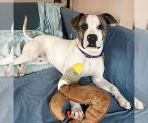 Mutt Dogs for adoption in Bellingham, WA, USA