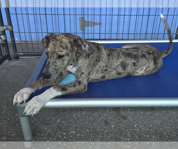 Medium Photo #2 Great Dane Puppy For Sale in Palm Beach, FL, USA