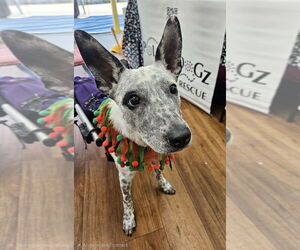 Phoenix - Female Mutt Dog for Adoption - Photo #3