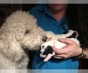 Mother of the Sheepadoodle puppies born on 03/16/2022