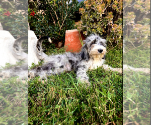 Golden Mountain Doodle Puppy for sale in RIVERSIDE, CA, USA
