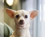 Small Chihuahua Mix