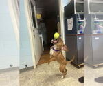 Small Photo #6 Beagle-Unknown Mix Puppy For Sale in Rustburg, VA, USA