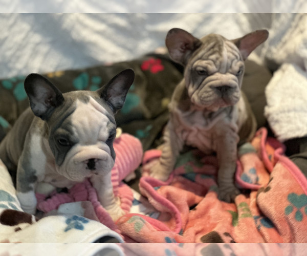 Medium Photo #7 French Bulldog Puppy For Sale in JUNCTION CITY, OR, USA