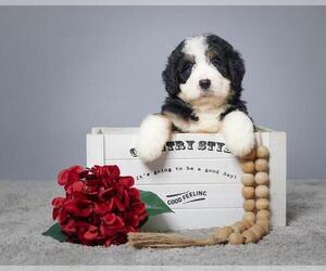 Bernedoodle (Miniature) Puppy for sale in ITASCA, TX, USA