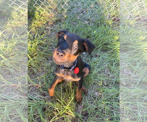 Medium Photo #3 Mutt Puppy For Sale in White Hall, AR, USA