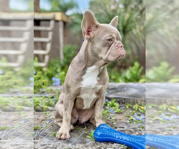 Medium Photo #2 French Bulldog Puppy For Sale in SAINT JOHNS, FL, USA