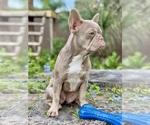 Small #1 French Bulldog