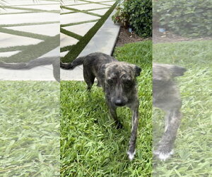Mutt Dogs for adoption in Royal Palm Beach, FL, USA