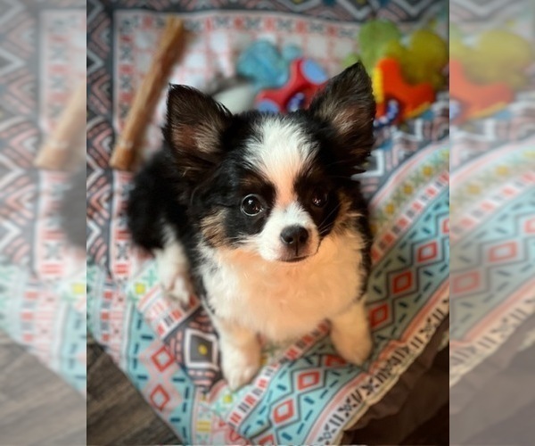 Medium Photo #8 Chihuahua Puppy For Sale in AIKEN, SC, USA