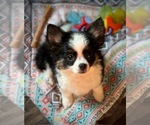 Small Photo #8 Chihuahua Puppy For Sale in AIKEN, SC, USA