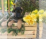 Small Photo #4 German Shepherd Dog Puppy For Sale in WELLINGTON, FL, USA