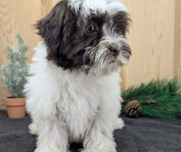 Medium Photo #4 Havanese Puppy For Sale in GOSHEN, IN, USA