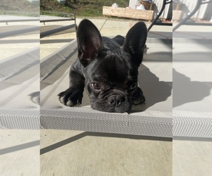 French Bulldog Puppy for sale in VALLEJO, CA, USA