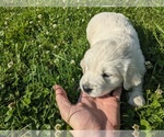 Small Photo #16 English Cream Golden Retriever Puppy For Sale in WOOSTER, OH, USA