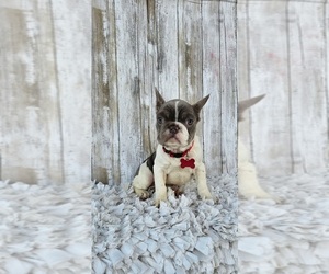 French Bulldog Puppy for sale in INDIANAPOLIS, IN, USA