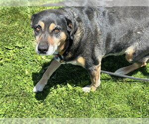 Rottweiler-Unknown Mix Dogs for adoption in Pueblo, CO, USA