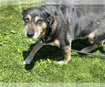 Small Rottweiler Mix