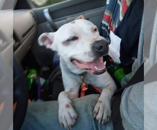 Medium Photo #5 American Staffordshire Terrier-Unknown Mix Puppy For Sale in Minneapolis, MN, USA