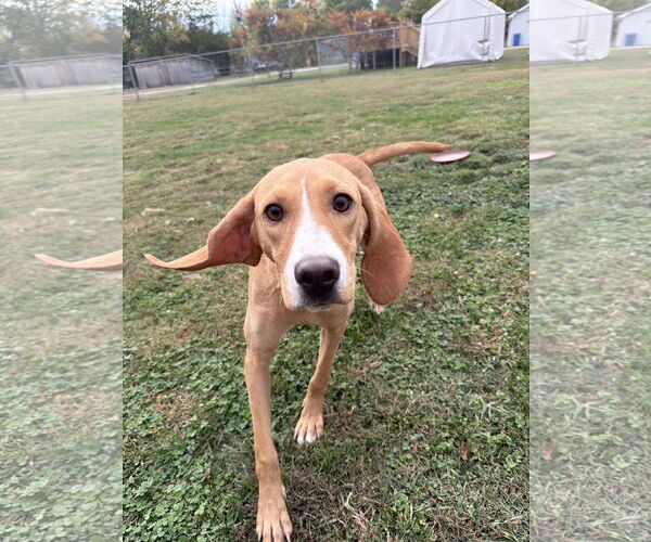 Medium Photo #4 Coonhound-Unknown Mix Puppy For Sale in Columbus, IN, USA