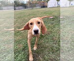 Small #3 Coonhound Mix