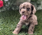 Puppy Coco Cocker Spaniel