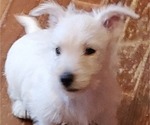 Puppy Ringo Scoland Terrier