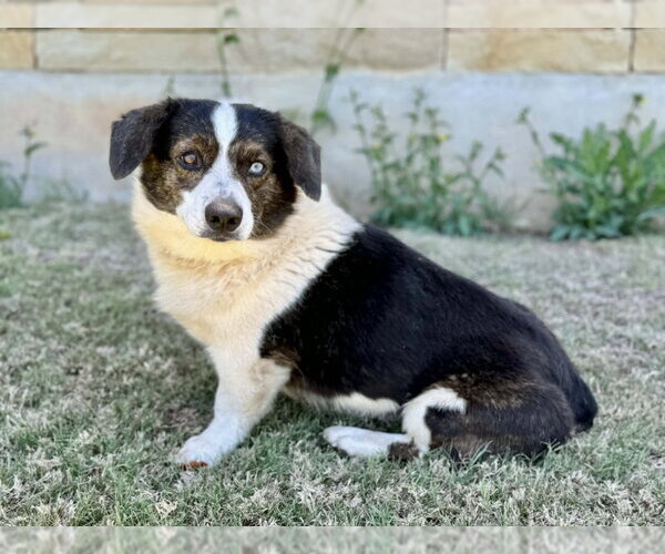 Medium Photo #1 Mutt Puppy For Sale in PIPE CREEK, TX, USA