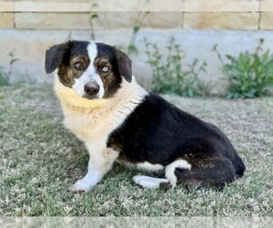 Mutt Dogs for adoption in PIPE CREEK, TX, USA