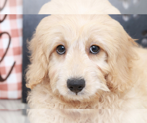 Goldendoodle (Miniature) Puppy for sale in MARIETTA, GA, USA
