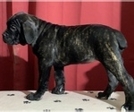 Small Photo #104 Cane Corso Puppy For Sale in COTTAGE GROVE, OR, USA