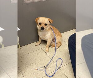 Pug-Unknown Mix Dogs for adoption in Stockton, CA, USA