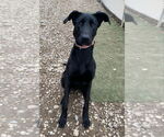 Small #5 Great Dane-Labrador Retriever Mix