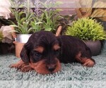 Small #2 Cavapoo (Miniature)
