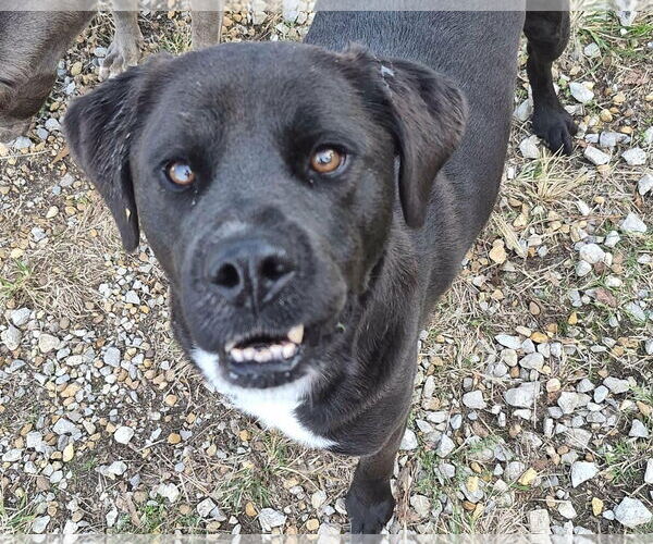 Medium Photo #1 Feist Terrier-Labrador Retriever Mix Puppy For Sale in Anniston, AL, USA
